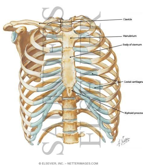 Anterior chest wall non.